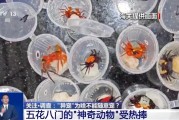 鄄城@铲屎官们 养“异宠”或危害国家安全 这些行为违法了