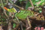 鄄城云南南滚河保护区首次发现红唇棘蜥