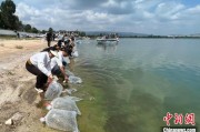 鄄城云南江川举行增殖放流活动 逾54万尾鱼游入星云湖